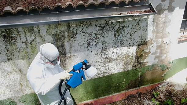 Top rated local Mold Remediation specialists in Carrollton, TX